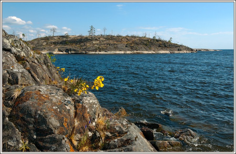 Flowers on stones (www.blackred.spb.ru) by BlackRed