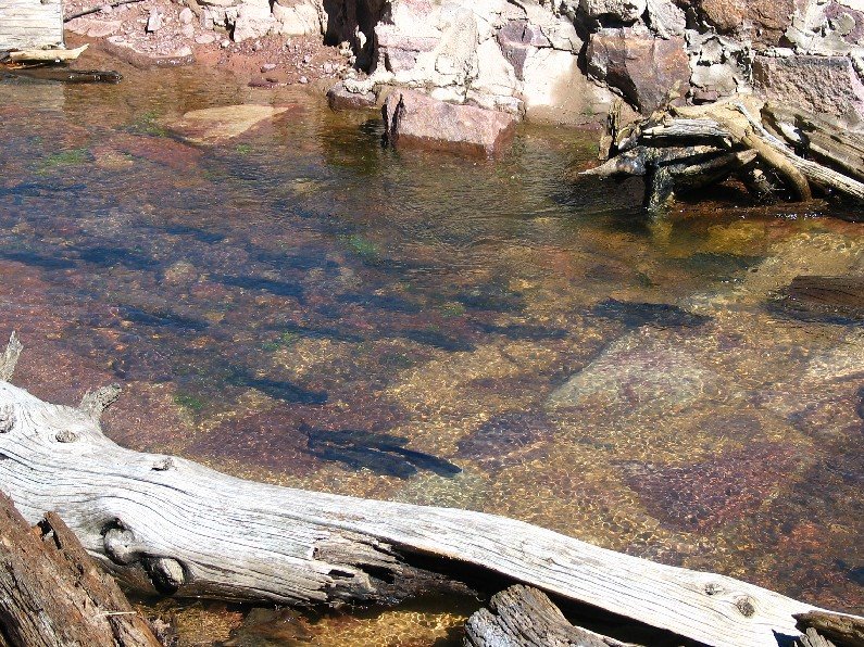 Grayling in Fish Lake by FlyfishermanMike