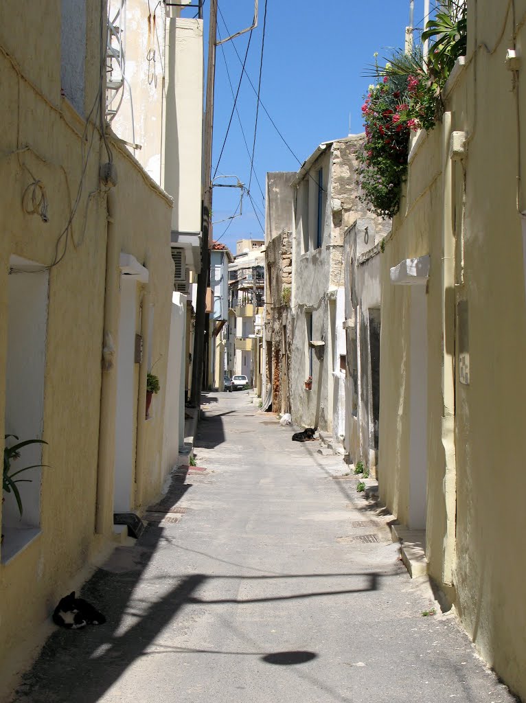 Alley with cat and dog. Heraklion by Helvi H.