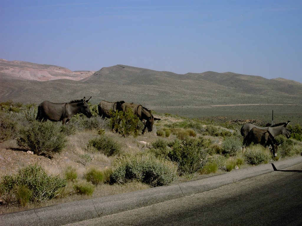 Red Rock Canyon Wild Burro Crossing (2) by ecirphr