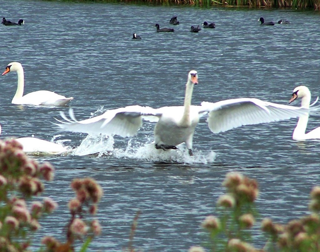 Landingsplek gevonden by Geerten