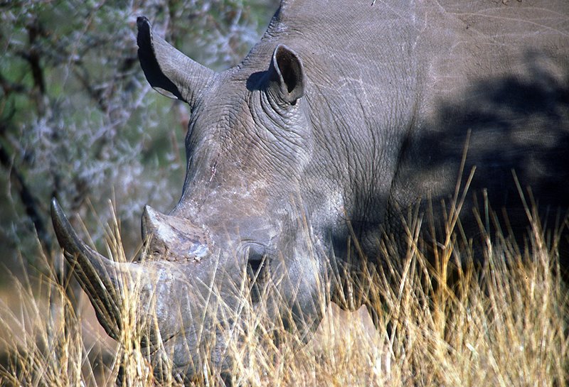 White rhyno - Mkhaya Game Reserve - Swaziland by Raffaele Picollo