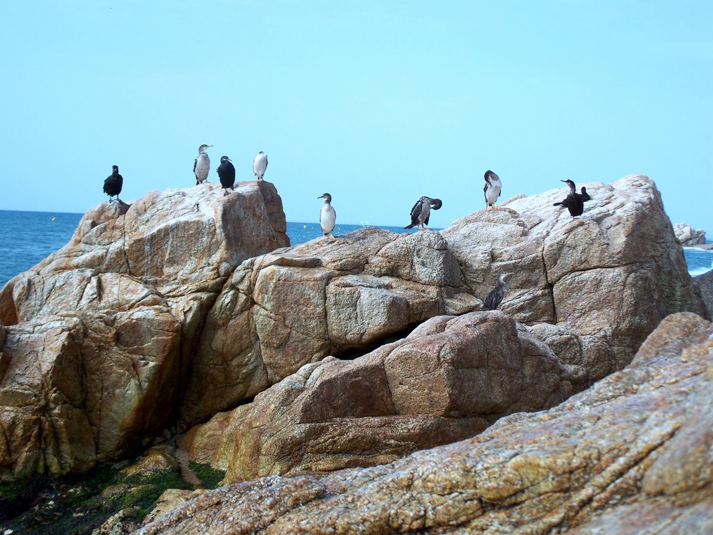 Birds on the rock.waiting for something!.Calella,Spain. by james.f.