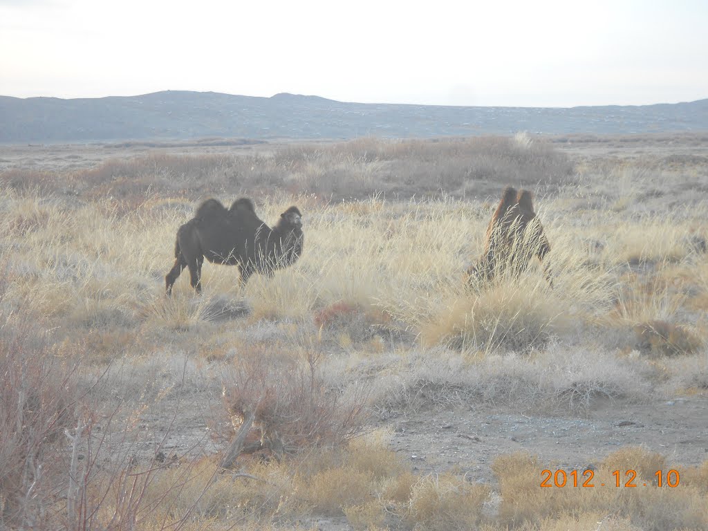 Gobi Camels by Nyamdorj