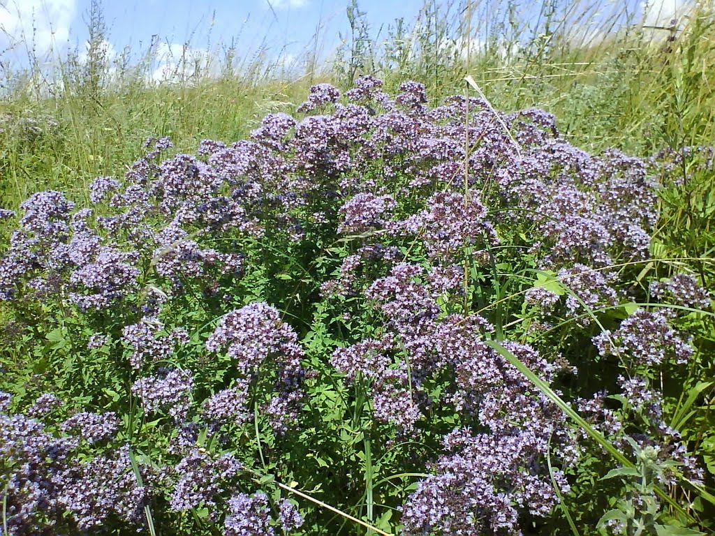 Wild Oregano by Marius Forgaciu