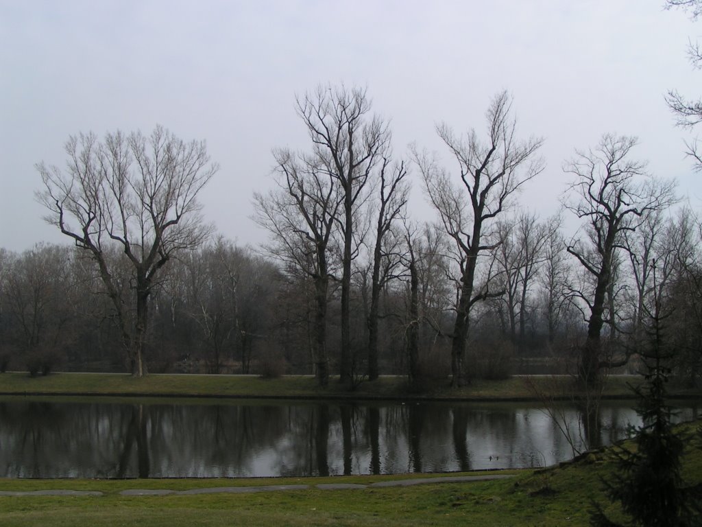 Wilanow - trees by Robert Żmigrodzki