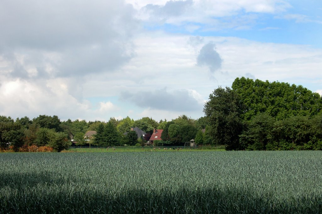 Onion field near Huijbergen by David Evers (a.k.a. Niccolò Machiavelli)