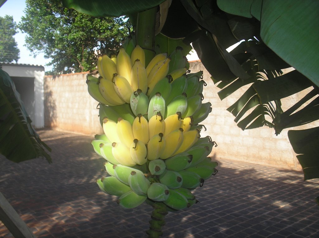 MeuJardim Raquel Mendes by caiomendes