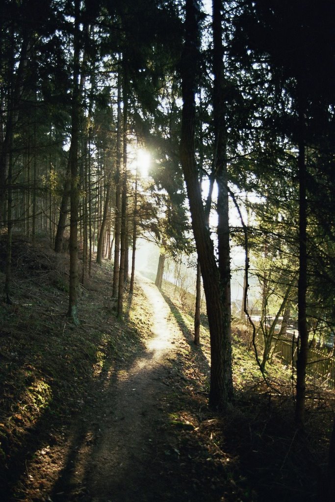 Wanderweg zum Schloss by Anton Wiedenbauer