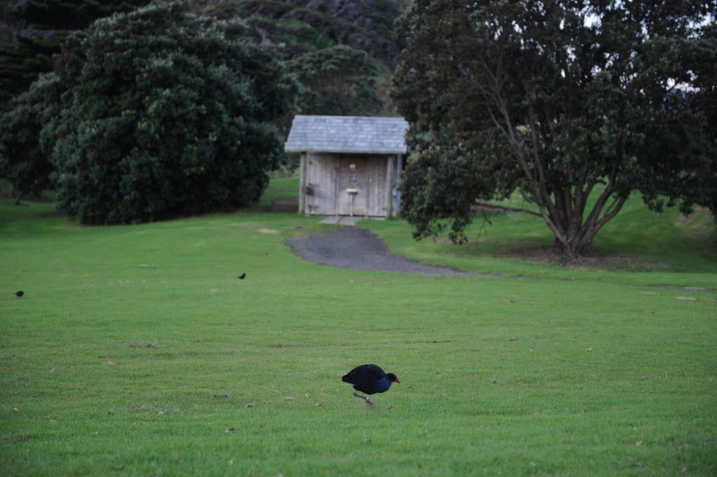 Pukeko by Andrew Morten, TravelEssence, Netherlands