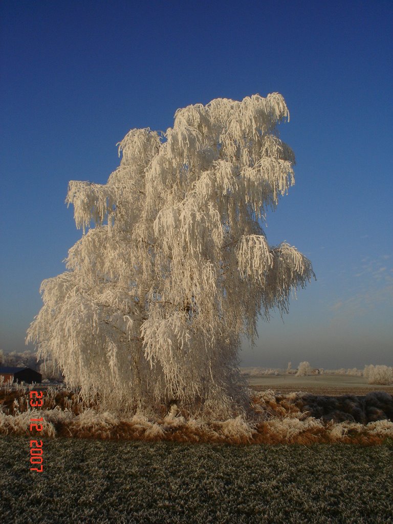 Winterlich Birke - icy birch by André Wahl