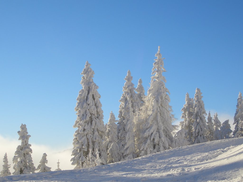 Alberi innevati by Boldrinigl