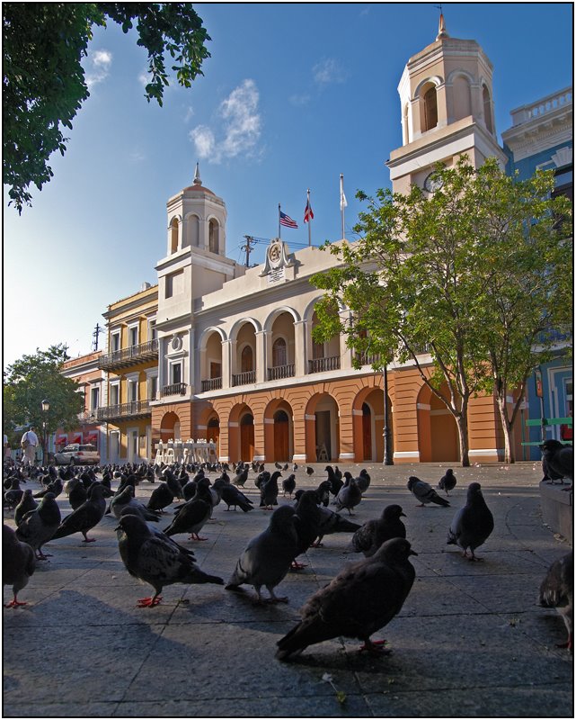 Pigeon's Eye View by Kenneth Christian