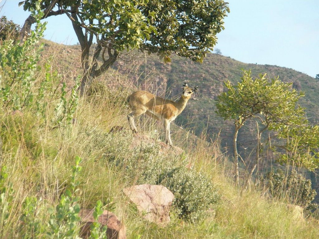 Klipspringer 2 by omgdasilva