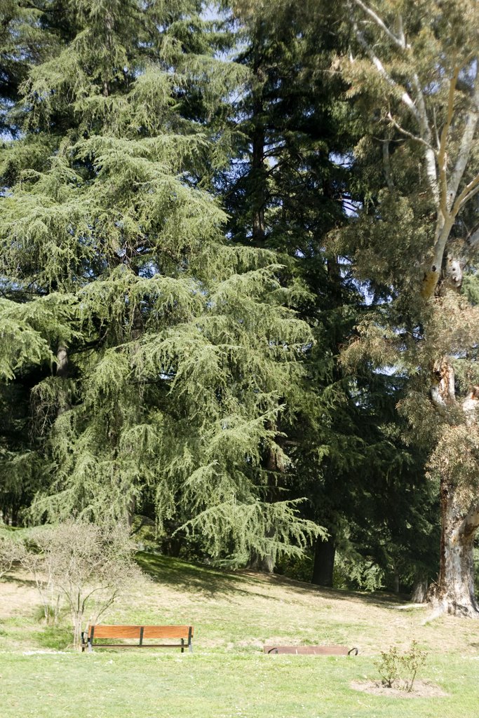 Cedro del Parque de la Bombilla by mbarcina