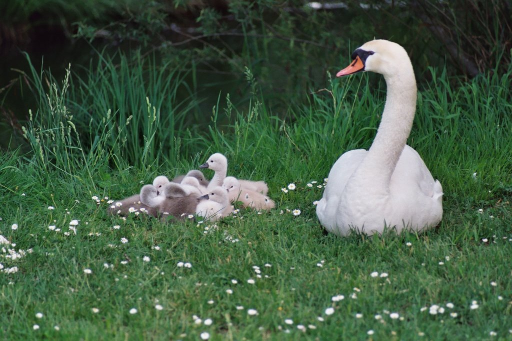 Les cygnes by Olivier RITTER