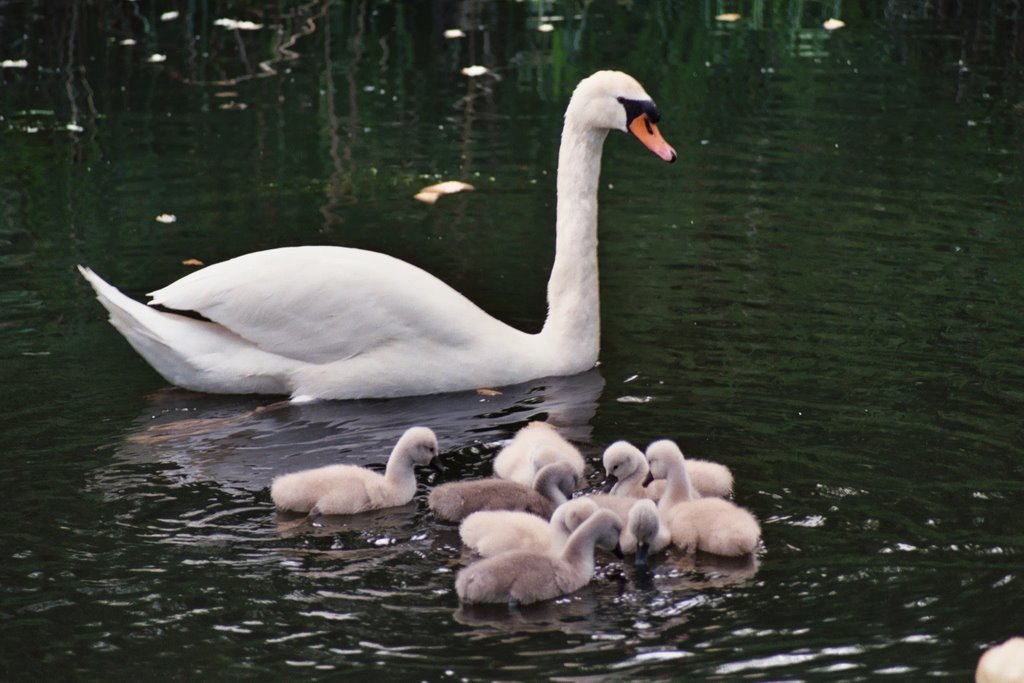 Cygnes sur l'eau by Olivier RITTER