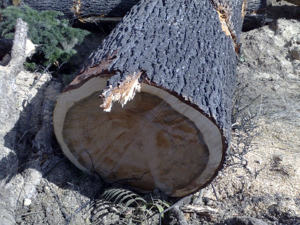 KE IMPORTA LA NATURALEZA,DEJEMOSLO TODO ARRASADO,VIVAN LOS BOLSILLOS LLENOS DE PLATA by ENDRYT