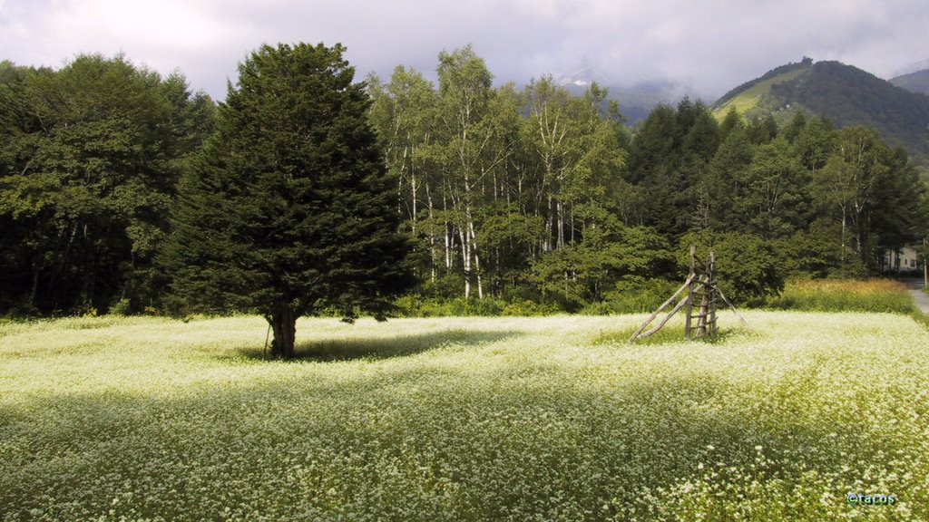 Norikura Highland - Buckwheat Field, 乗鞍高原 蕎麦の花 by tacos