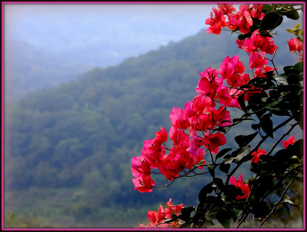 Pink beauty (Bougainvillea) by cjlin