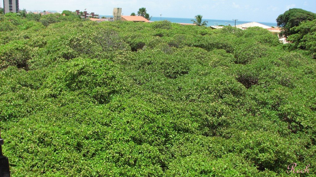 Maior Cajueiro do Mundo - Praia de Pirangi - RN by Ten Rech