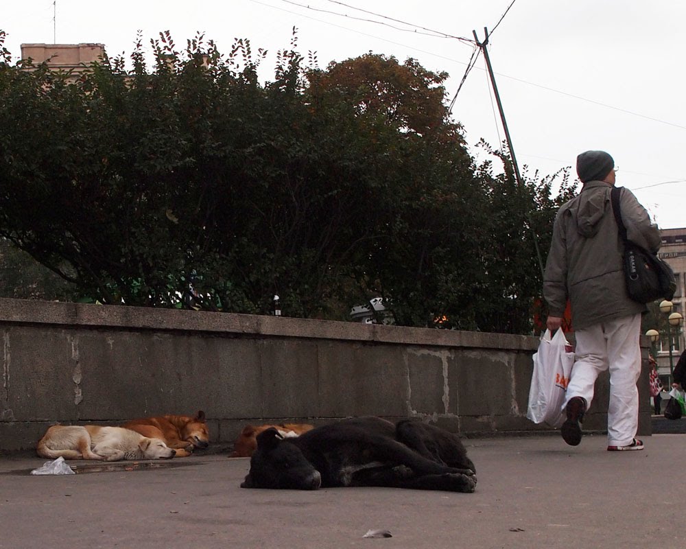 Street Dogs by tmcdon78