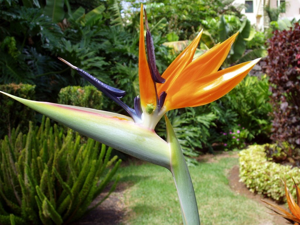 Tenerife - Strelitzia by Roman Bierski