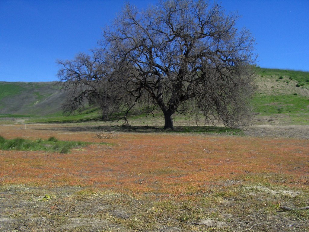 Red Field by daphire