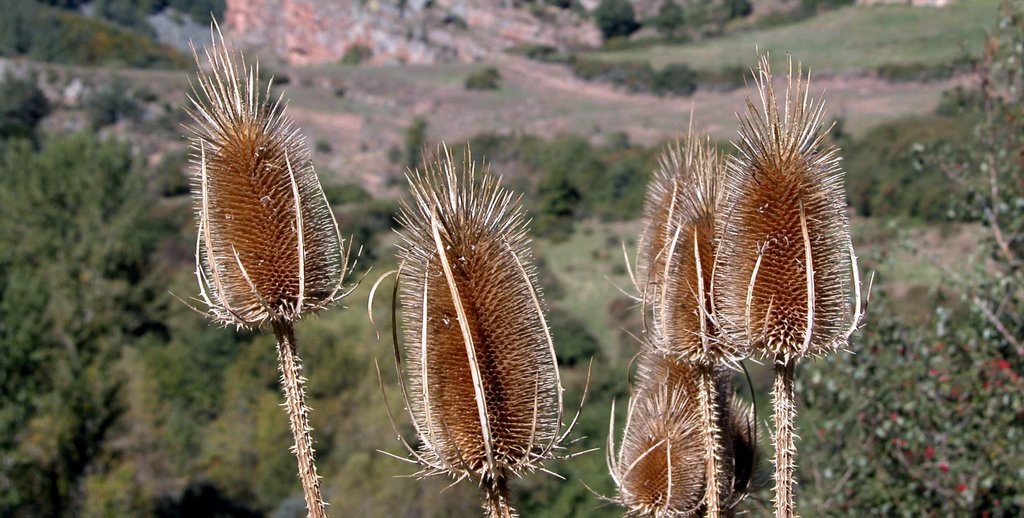 LUMBRERAS (Camero Nuevo). La Rioja. 2005. 07. Cardos. by Carlos Sieiro del Nido