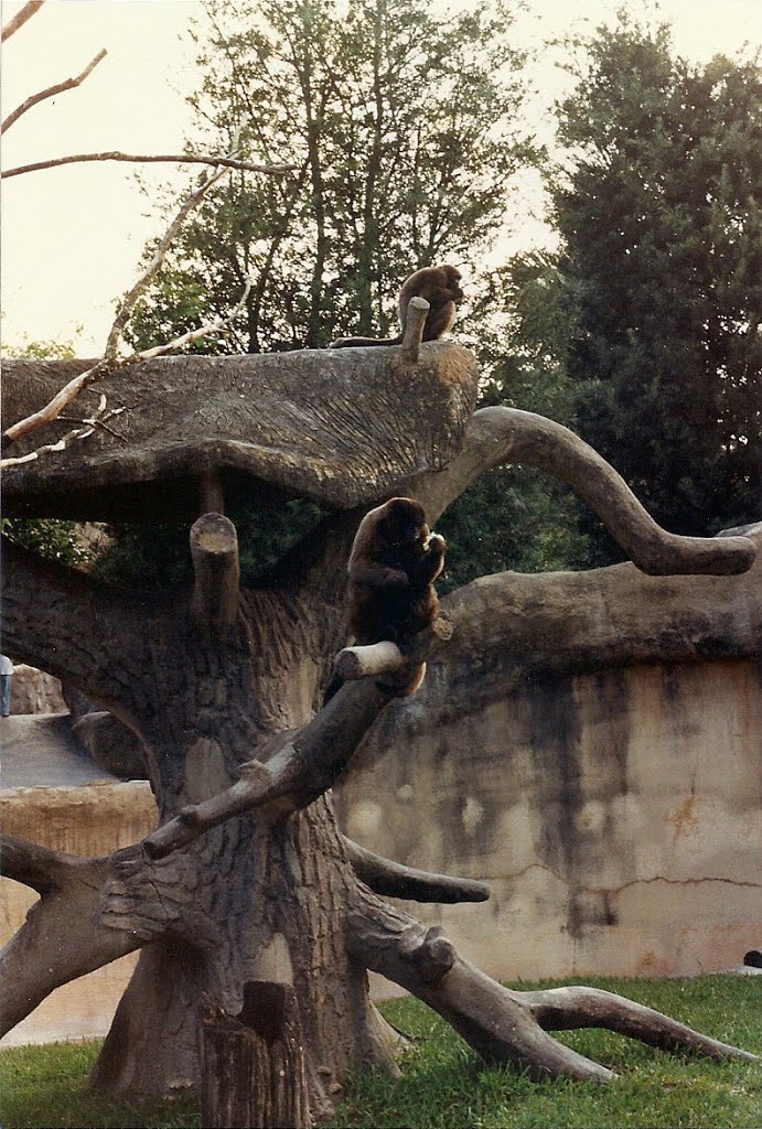 Howler Monkeys by rutschke.jr