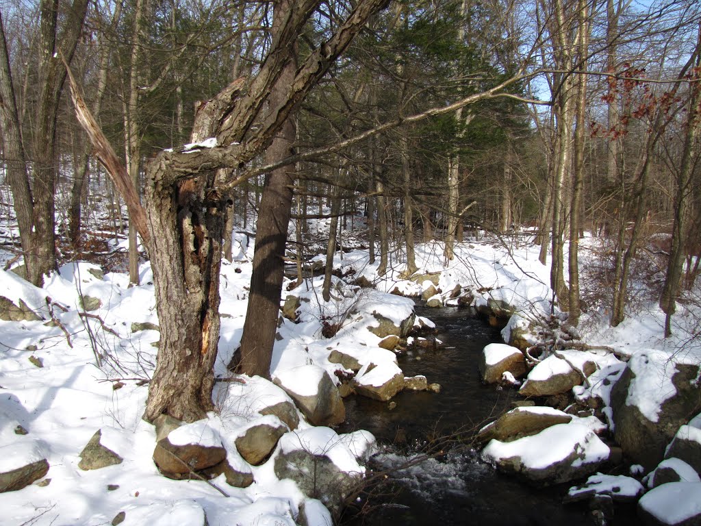 Spring Brook at Johnsontown Road by Chris Sanfino