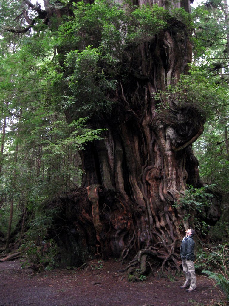 Really Big Cedar by C.Hansen