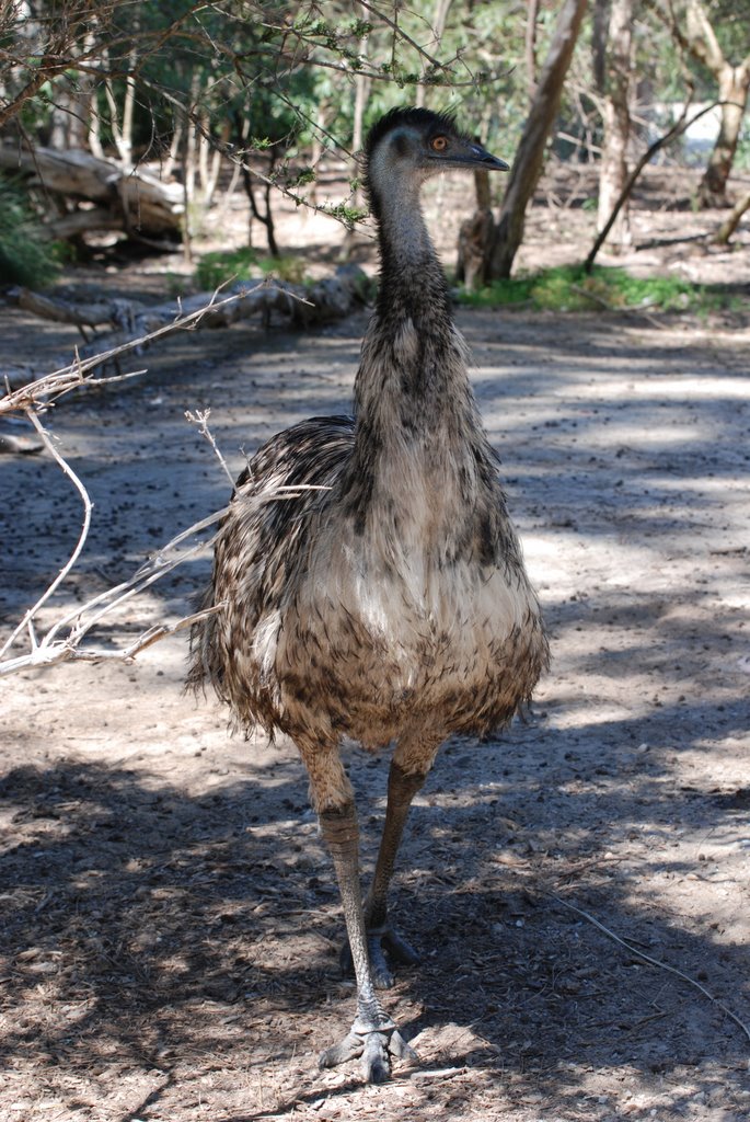 Emu, Healesville Sanctuary by Gilmour Family