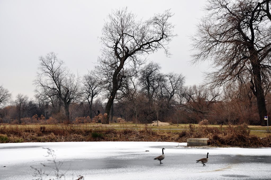 Winter in Washington Park - Hey duckies, swimming is no longer possible! Hoping for a short Winter! by Antoine Jasser