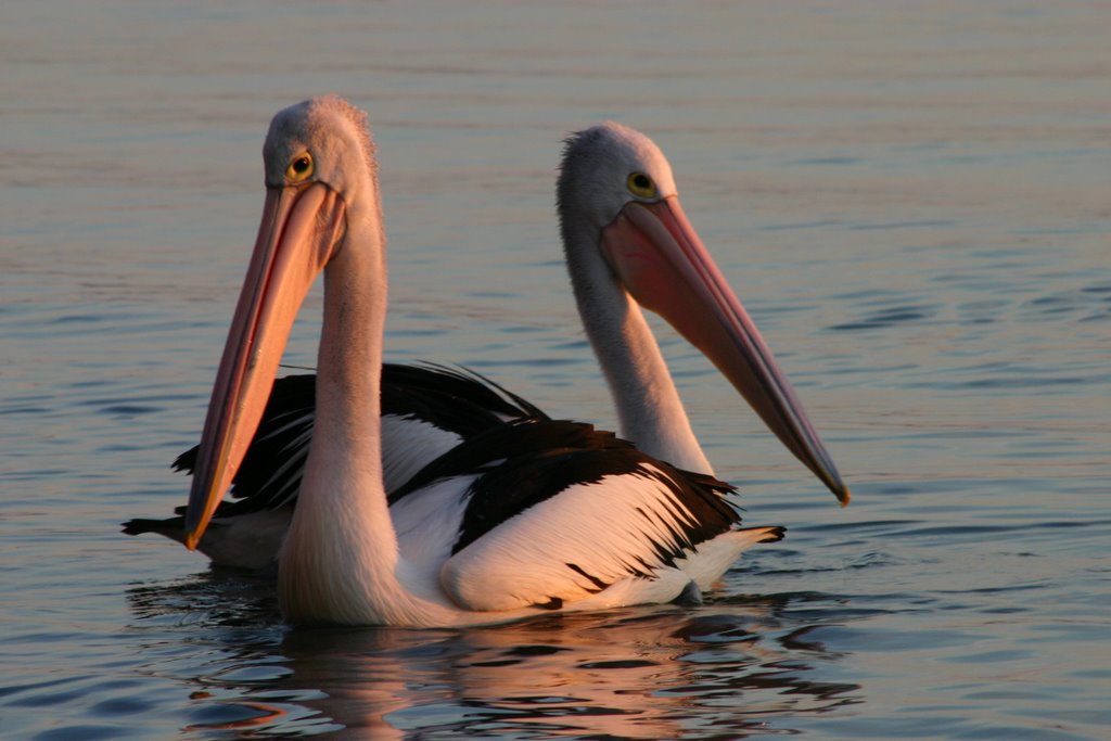 Pelicans by Paul Christiansen