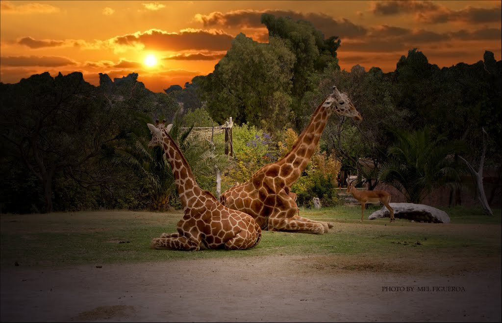 Africam Safari Jirafas by Mel Figueroa by Mel Figueroa