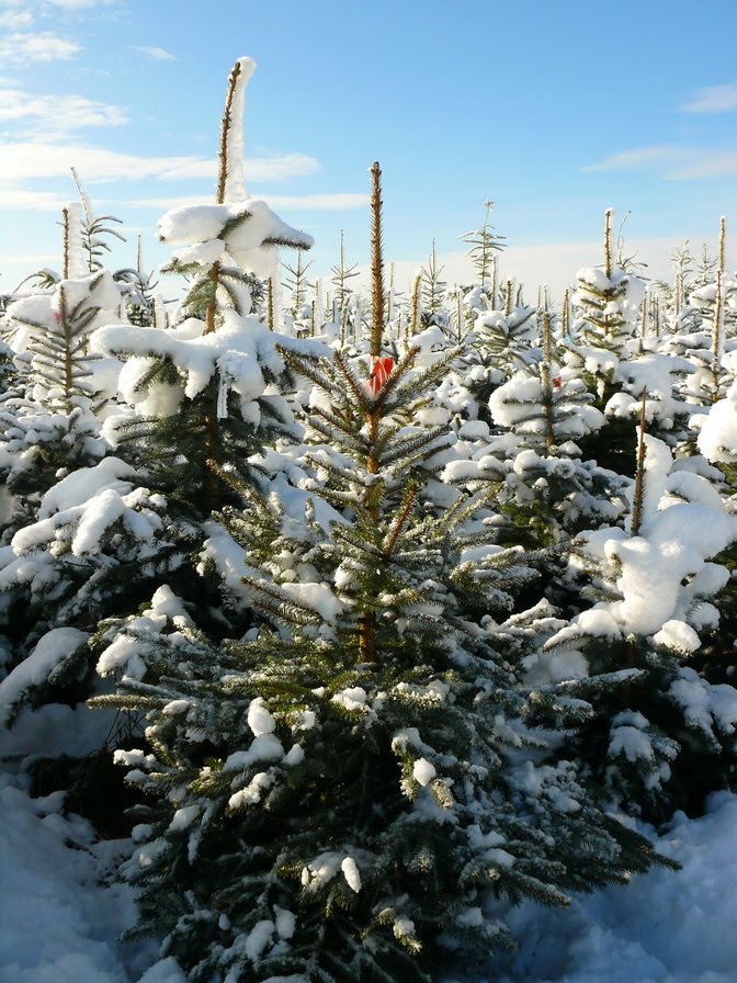 Aus dem Leben eines Weihnachtsbaumes! (3) by mathias.b