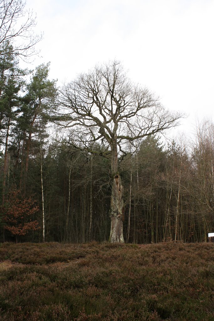 Hausbaum in Kall / House tree in Kall by koelschejuergen