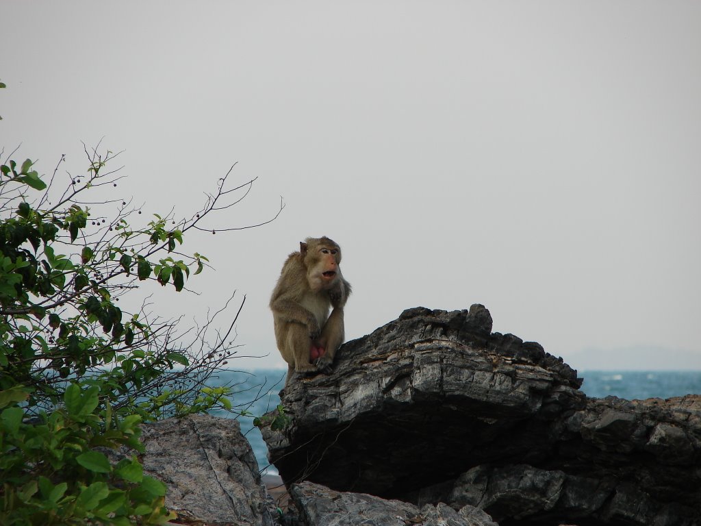 Monkey Island, Pattaya by Max Botev