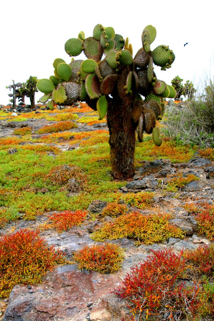 SOUTH PLAZA ISLAND by BEATRICE SCHIELE