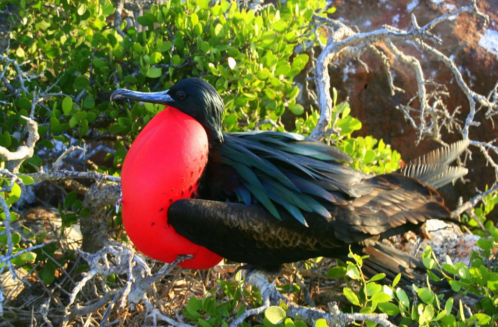 NORTH SEYMOUR ISLAND by BEATRICE SCHIELE