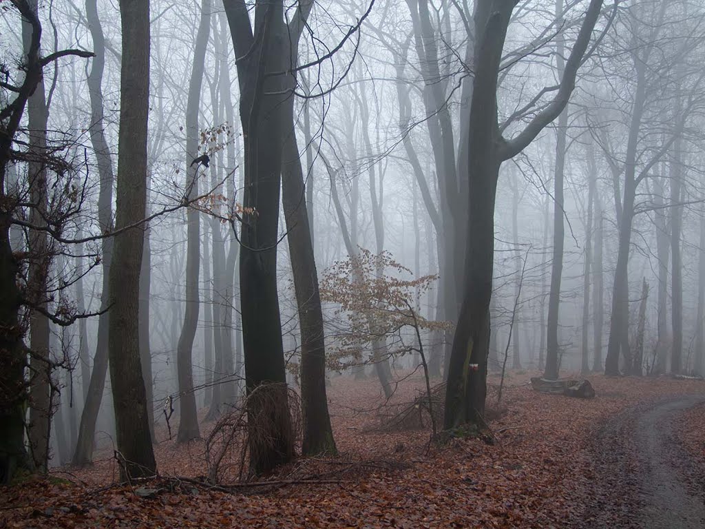 Buchenwald im Januar Nebel by Johannes Buschatz