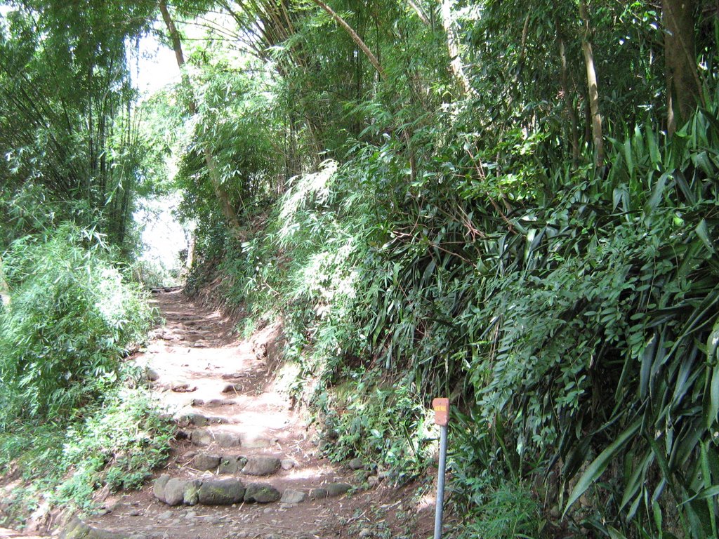 Stairway (Botanical Garden Dominica) by Drummer00