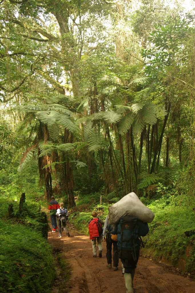 Fougère arborescente sur la voie de Mweka by Olivier Morice http://olivier-morice.fr