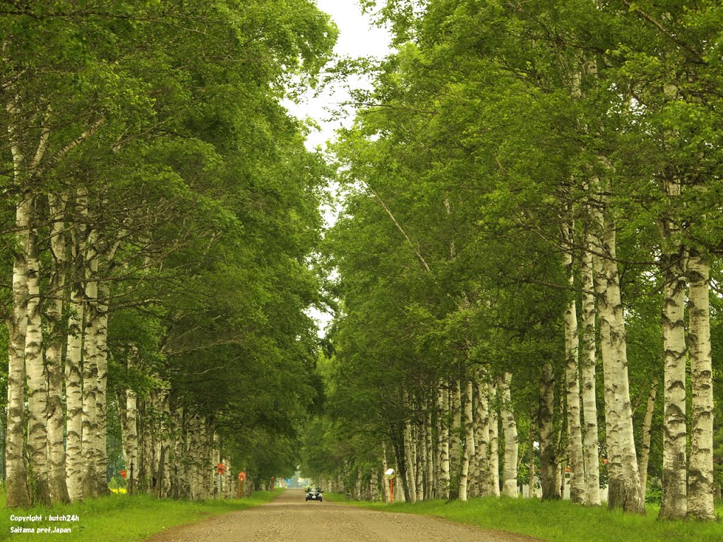 十勝牧場白樺並木 / White birch roadside trees of Tokachi Ranch by butch24h