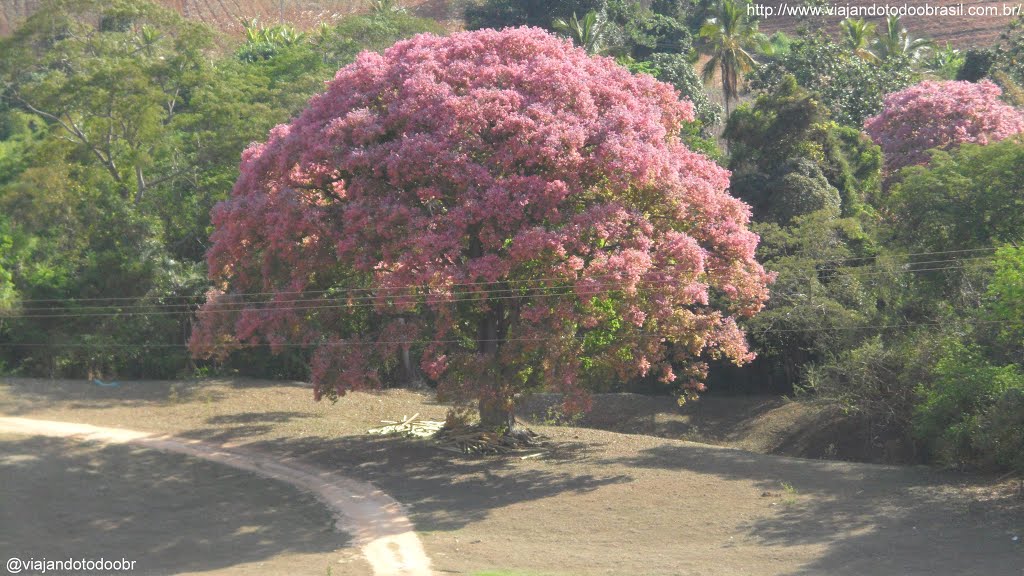 Laranja da Terra - Árvore a caminho de Itaguaçu by Sergio Falcetti