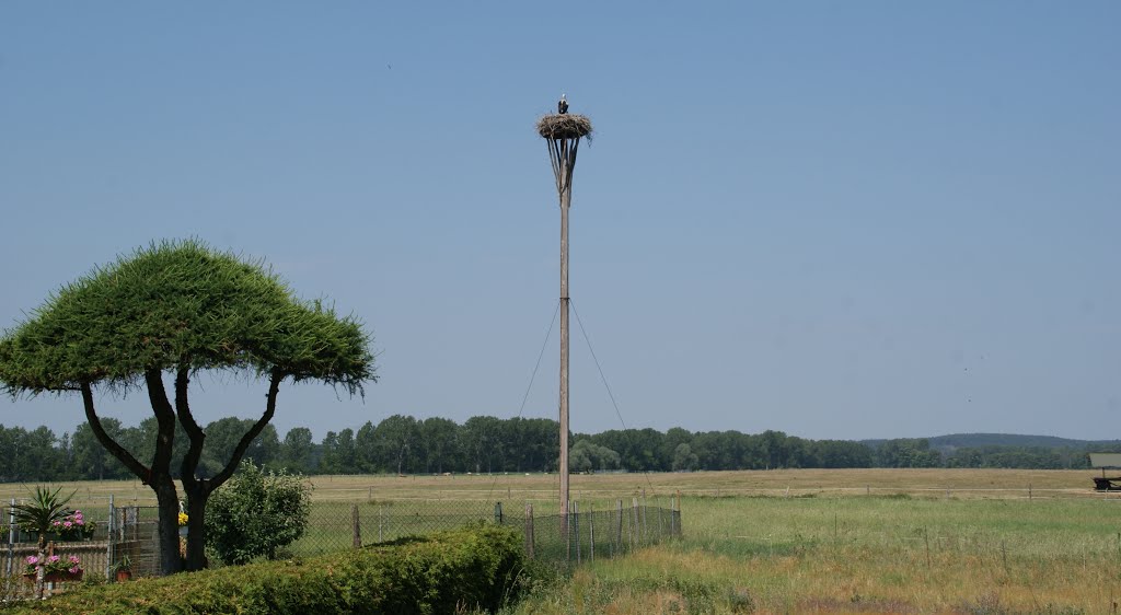 Gröben, Storchenhorst by jef.doro