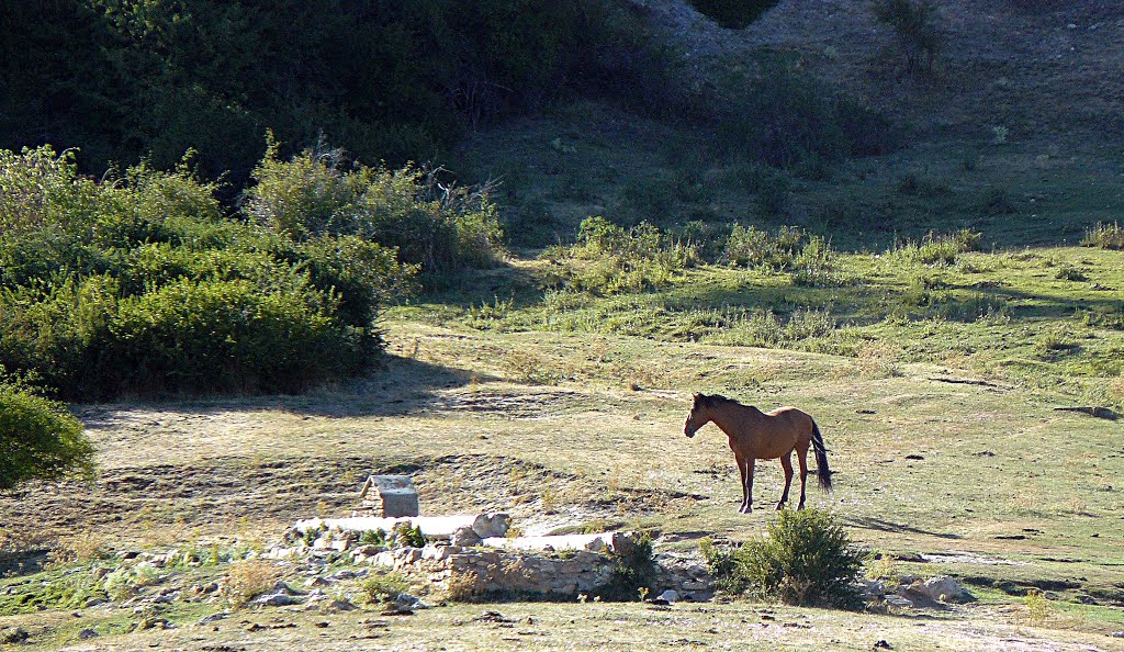 Caballo en "La Dehesa" de Guadalaviar (Teruel). Agos/2012 by Román Rojo