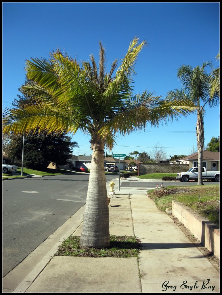 Brierfield St Camarillo by Grey Eagle Ray