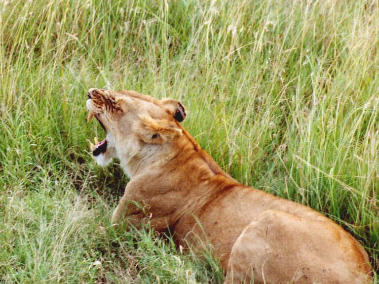 Lioness Yawning, Masai Mara, Kenya by Ryan Kelly